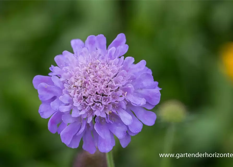 Garten-Tauben-Skabiose 'Butterfly Blue'