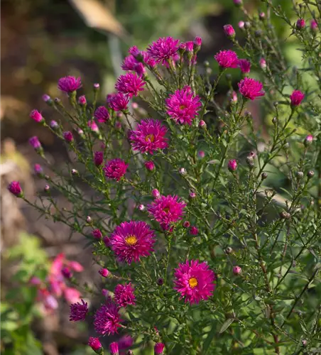 Garten-Glattblatt-Aster 'Neron'