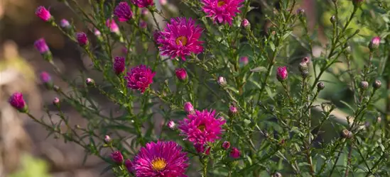 Garten-Glattblatt-Aster 'Neron'