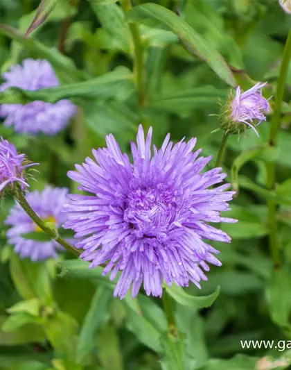 Garten-Feinstrahl 'Schöne Blaue'