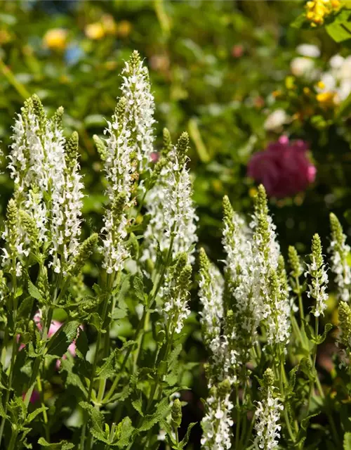 Garten-Blüten-Salbei 'Schneehügel'