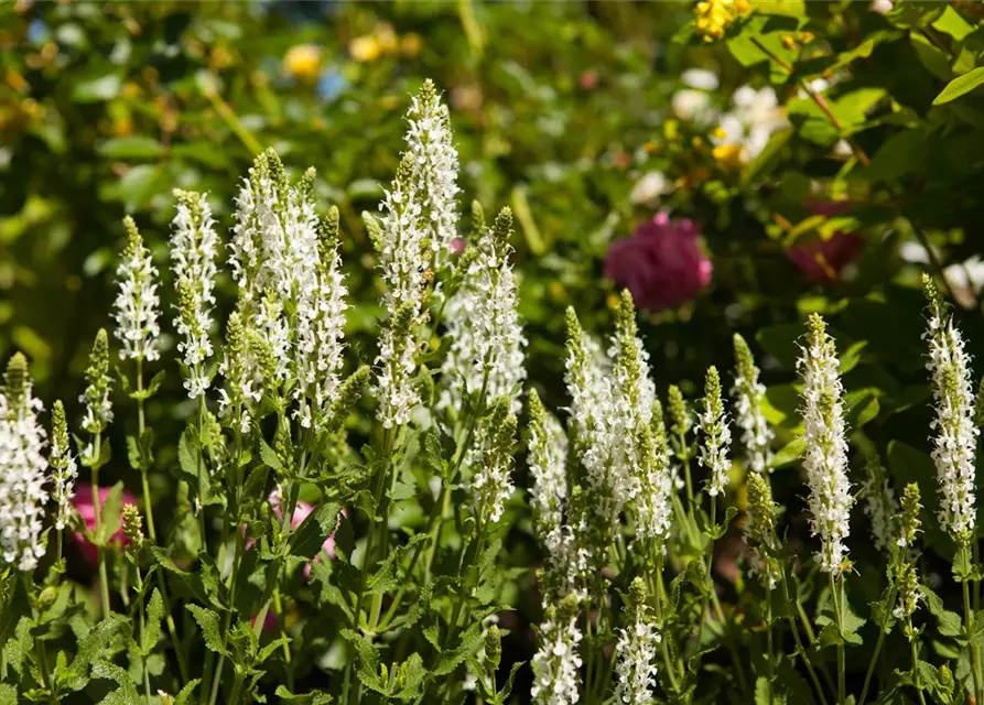 Garten-Blüten-Salbei 'Schneehügel'