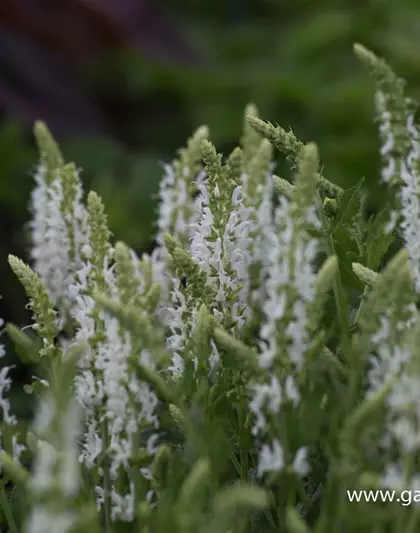 Garten-Blüten-Salbei 'Schneehügel'