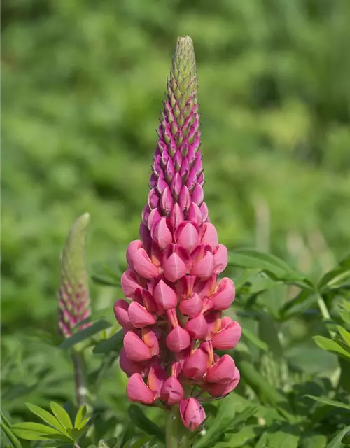 Garten-Lupine 'Towering Inferno'®