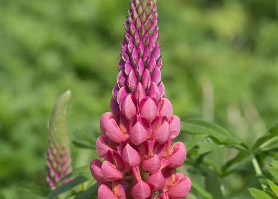 Garten-Lupine 'Towering Inferno'®