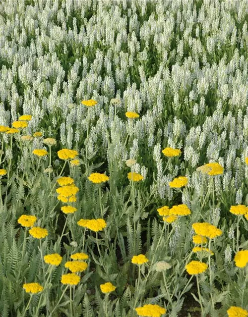 Garten-Blüten-Salbei 'Schneehügel'