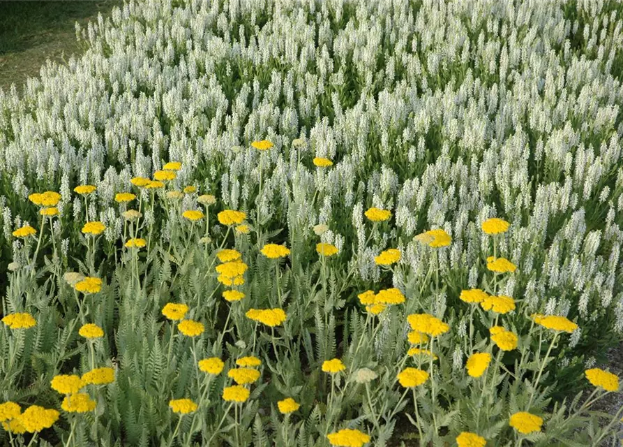 Garten-Blüten-Salbei 'Schneehügel'