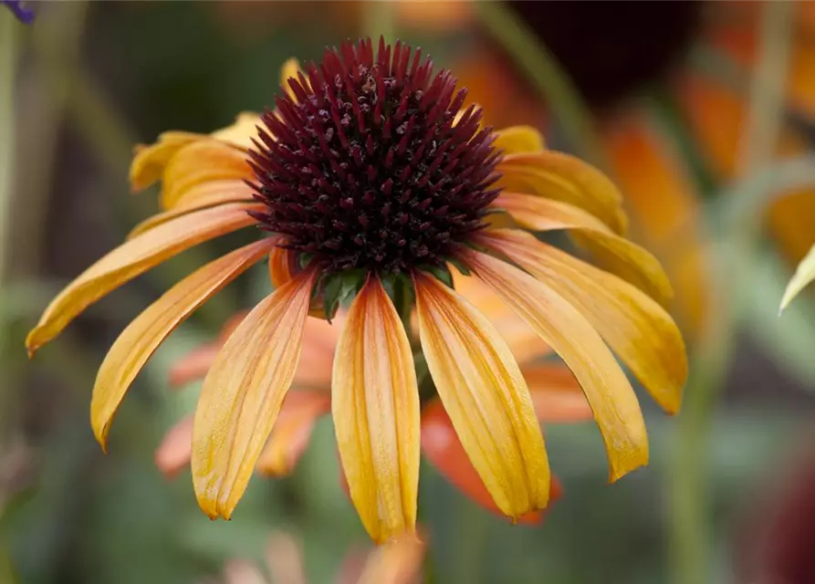 Garten-Scheinsonnenhut 'Tangerine Dream'®