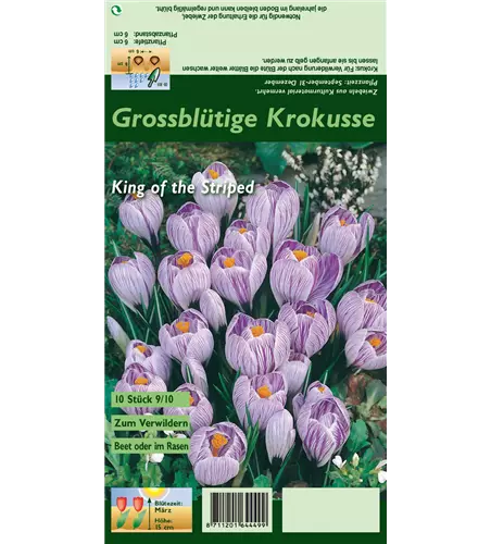 Frühlings-Krokus 'King of the Striped'