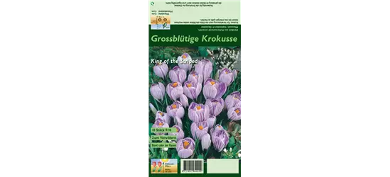 Frühlings-Krokus 'King of the Striped'