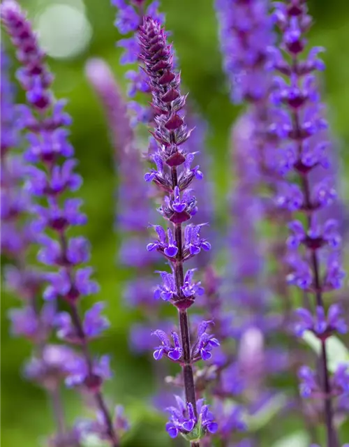 Garten-Blüten-Salbei 'Caradonna'
