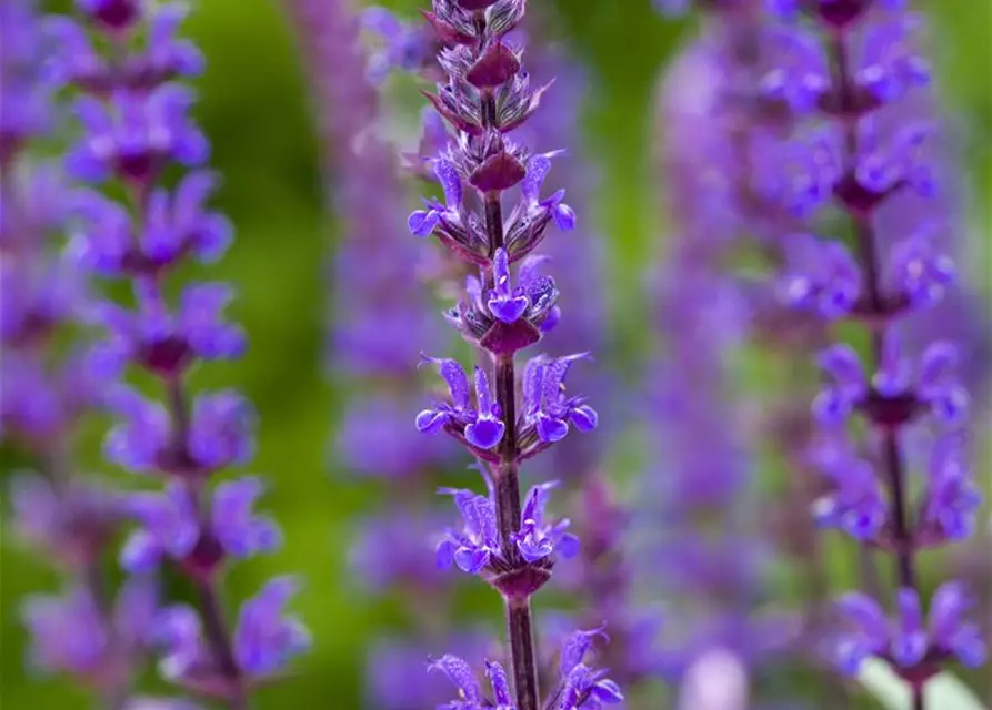 Garten-Blüten-Salbei 'Caradonna'