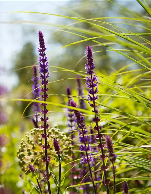 Garten-Blüten-Salbei 'Caradonna'