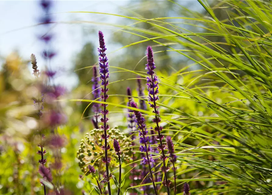 Garten-Blüten-Salbei 'Caradonna'