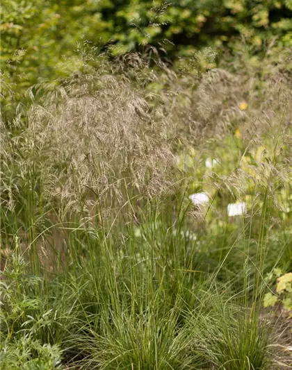 Garten-Schmiele 'Schottland'