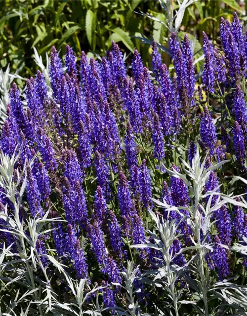 Garten-Blüten-Salbei