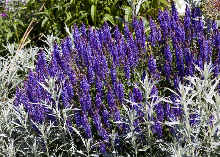 Garten-Blüten-Salbei