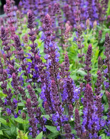 Garten-Blüten-Salbei