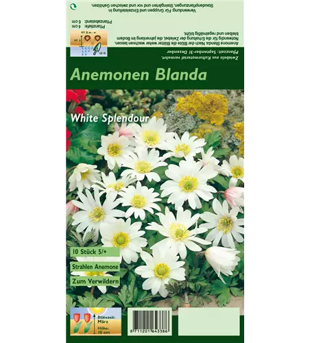 Garten-Strahlen-Windröschen 'White Splendour'