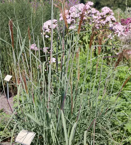Garten-Indianergras 'Indian Steel'