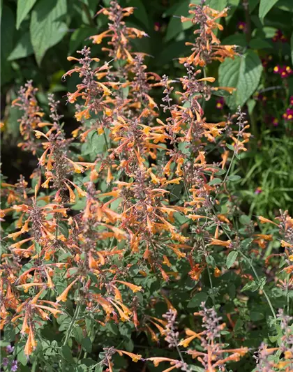 Garten-Duftnessel 'Apricot Sprite'
