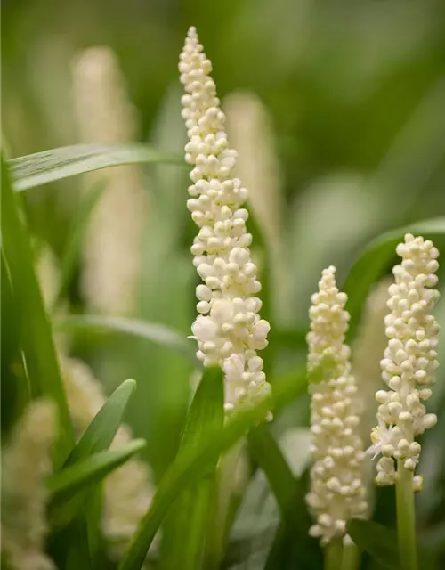 Garten-Glöckchentraube 'Monroe White'