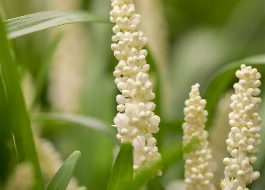 Garten-Glöckchentraube 'Monroe White'