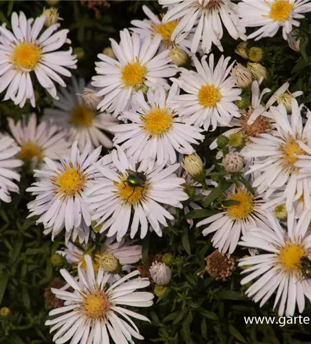 Garten-Kissen-Aster 'Apollo'