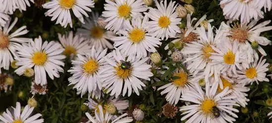 Garten-Kissen-Aster 'Apollo'