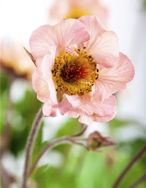 Chilenische Nelkenwurz 'Mai Tai'