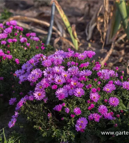 Garten-Kissen-Aster 'Rosenwichtel'
