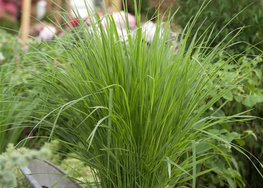 Garten-Ruten-Hirse 'Northwind'