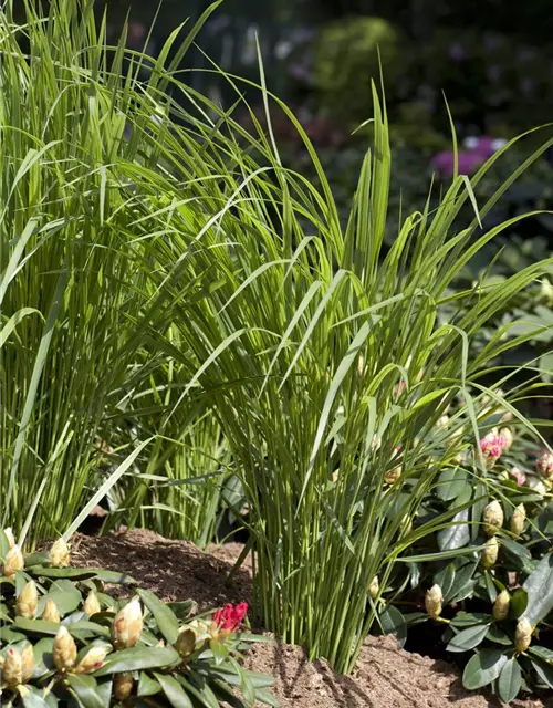 Garten-Ruten-Hirse 'Northwind'