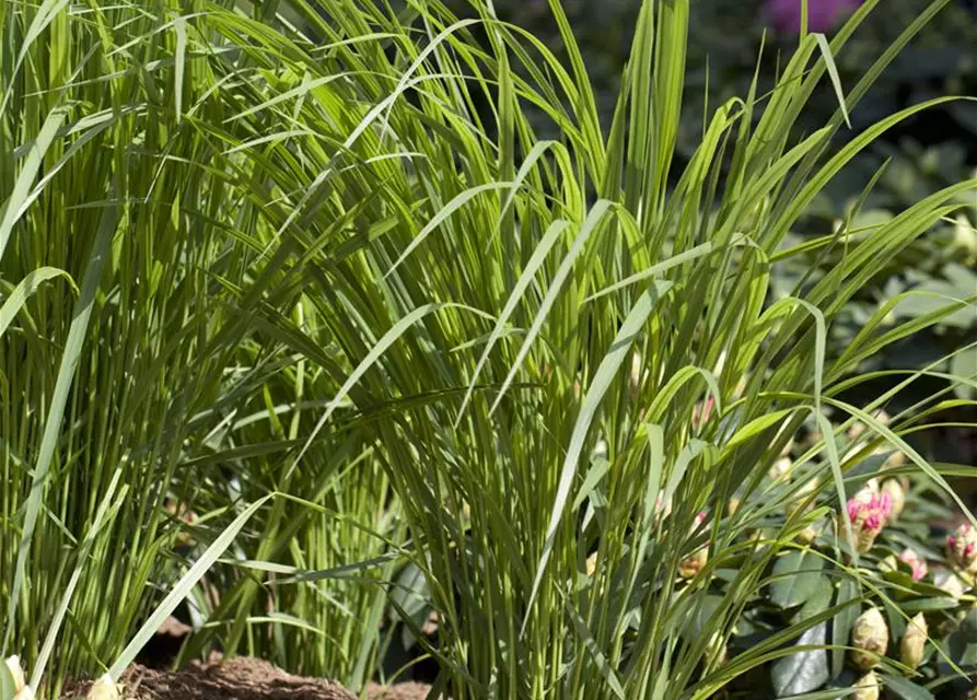 Garten-Ruten-Hirse 'Northwind'