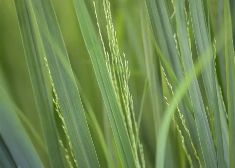 Garten-Ruten-Hirse 'Northwind'