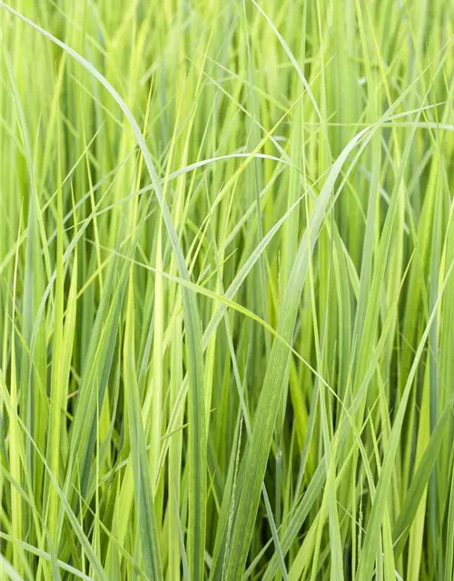 Garten-Ruten-Hirse 'Northwind'
