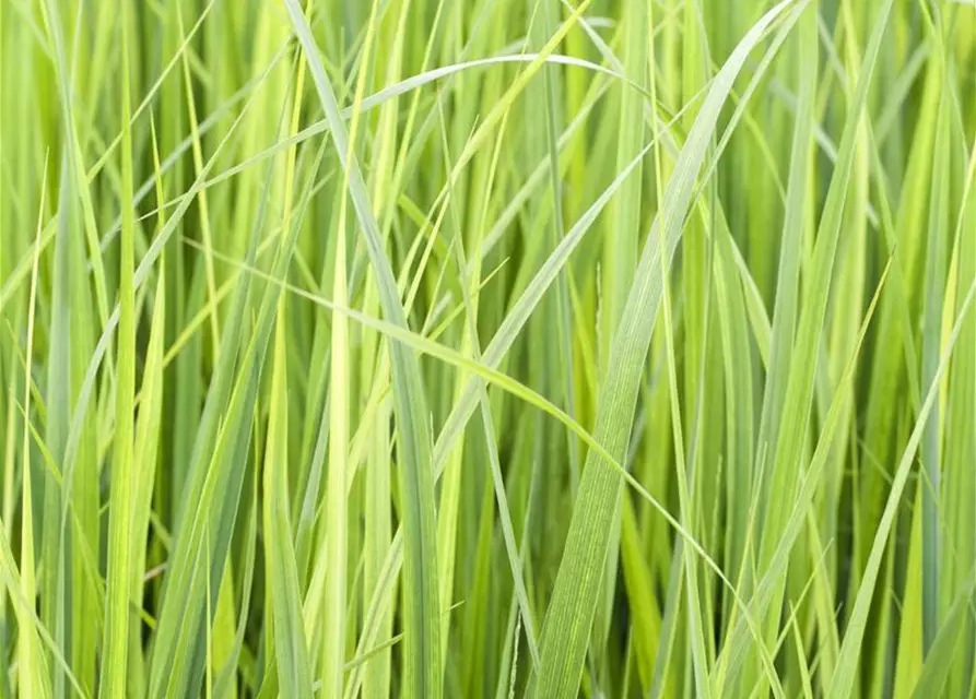 Garten-Ruten-Hirse 'Northwind'