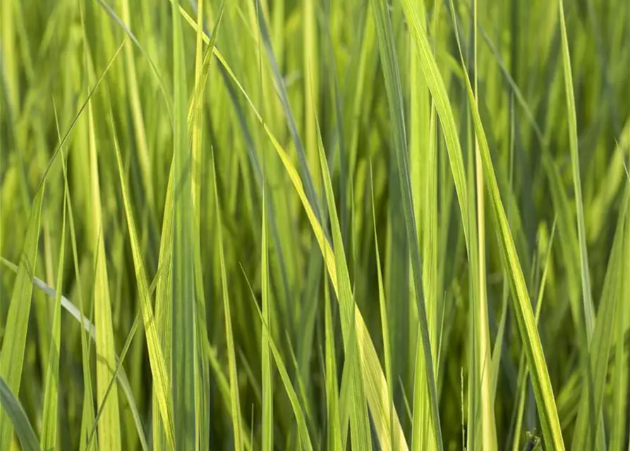 Garten-Ruten-Hirse 'Northwind'
