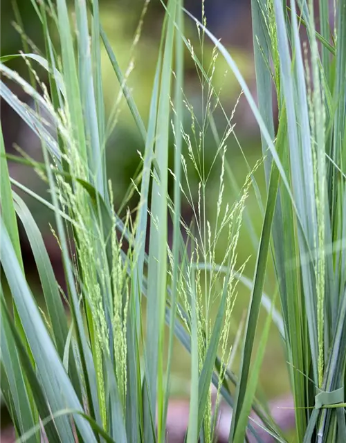 Garten-Ruten-Hirse 'Northwind'