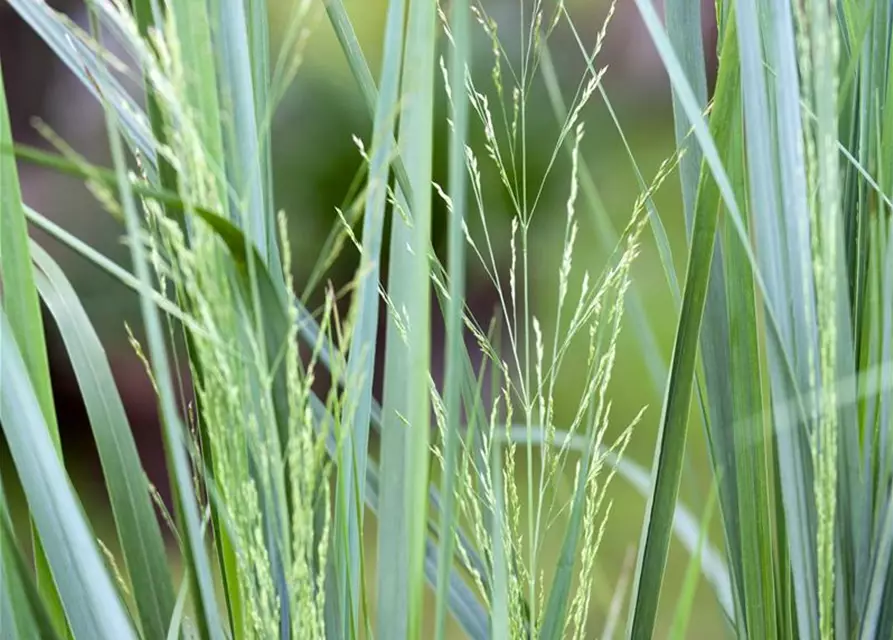 Garten-Ruten-Hirse 'Northwind'