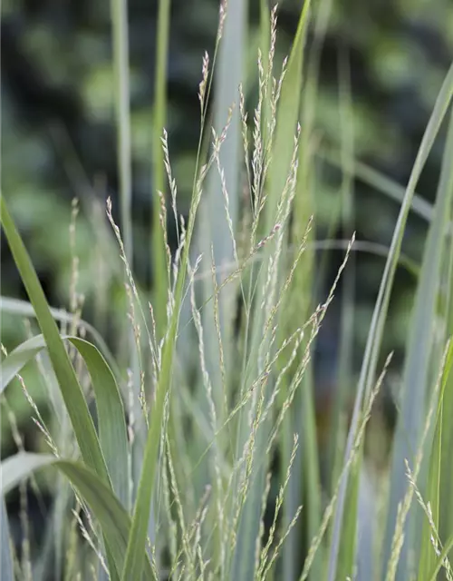 Garten-Ruten-Hirse 'Northwind'