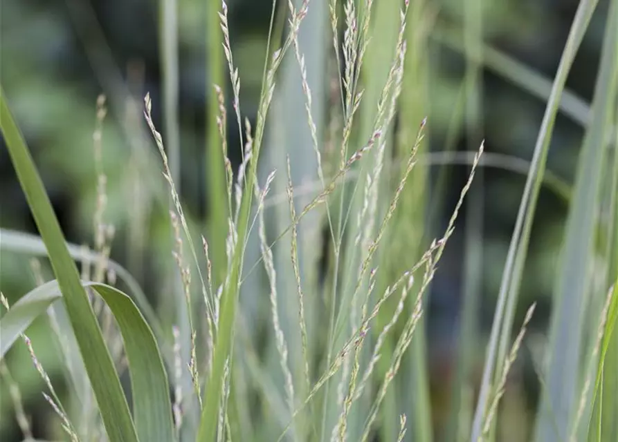 Garten-Ruten-Hirse 'Northwind'
