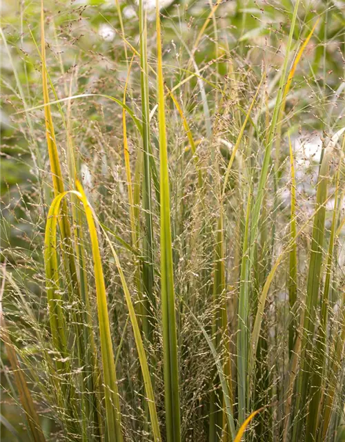 Garten-Ruten-Hirse 'Northwind'