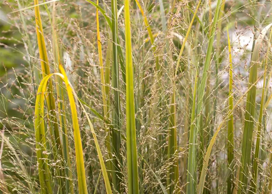 Garten-Ruten-Hirse 'Northwind'