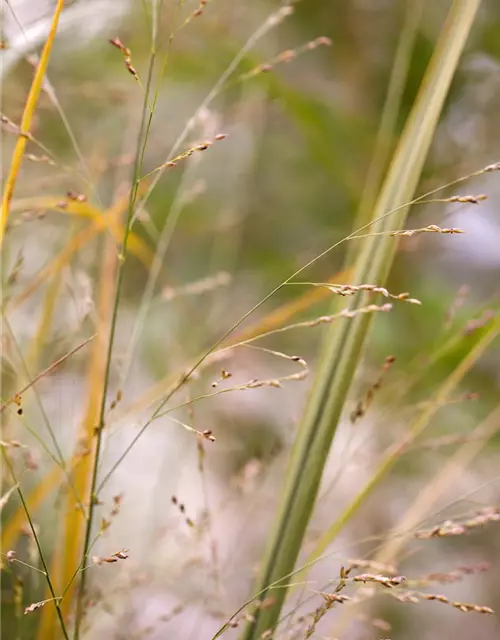 Garten-Ruten-Hirse 'Northwind'