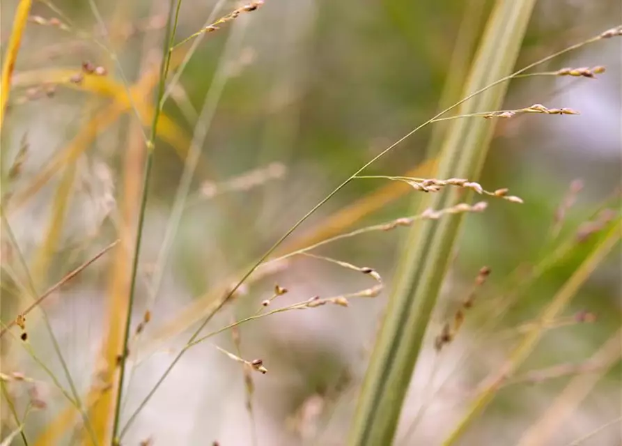 Garten-Ruten-Hirse 'Northwind'