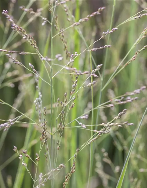 Garten-Ruten-Hirse 'Northwind'