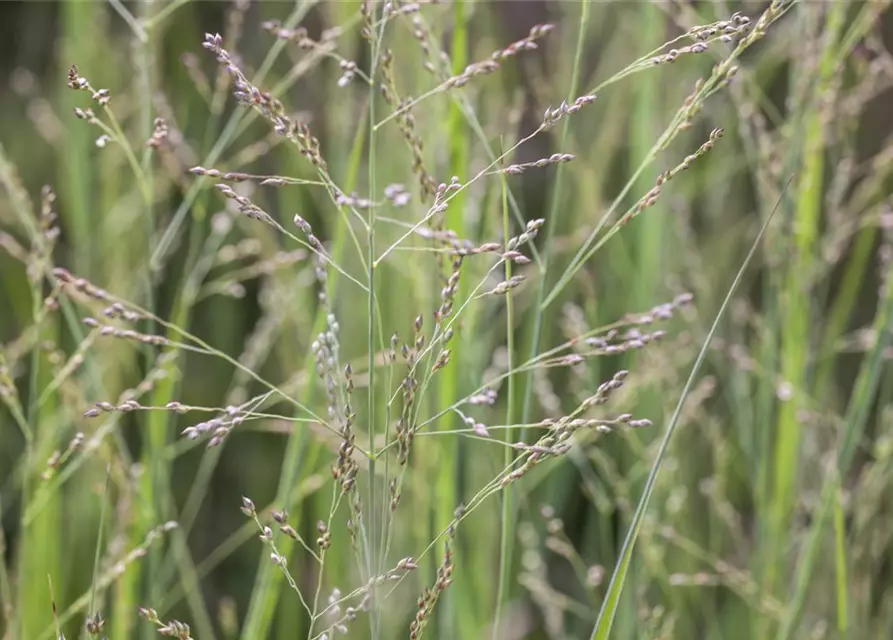 Garten-Ruten-Hirse 'Northwind'
