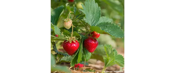 GESUND NASCHEN AUF DEM BALKON!