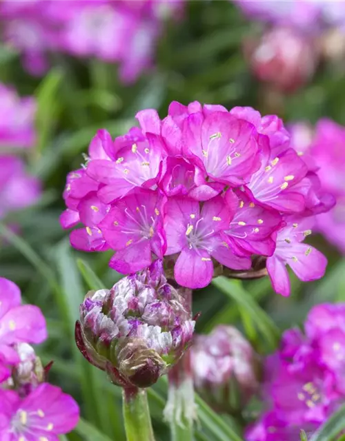 Garten-Grasnelke 'Splendens'